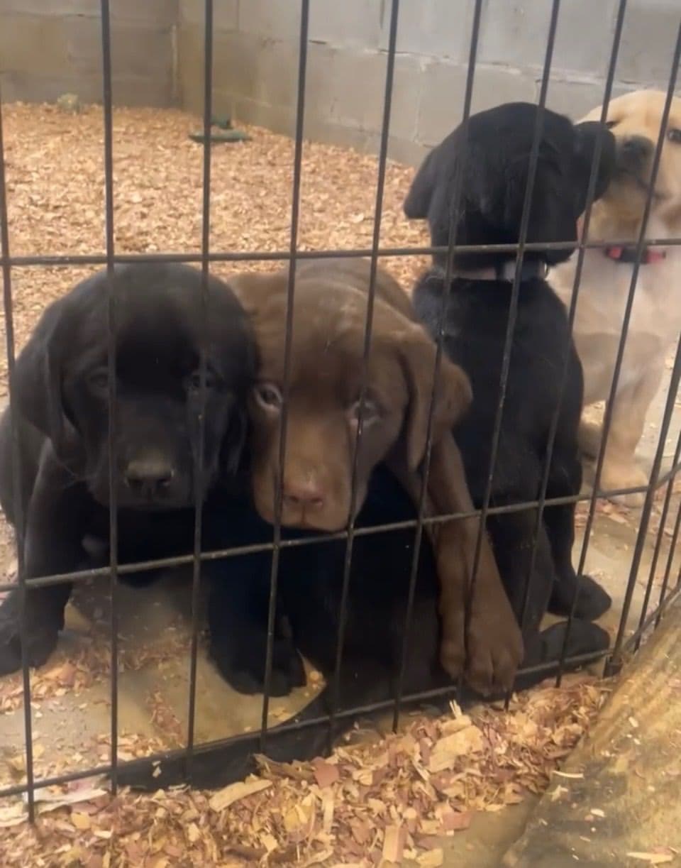 Labrador Retriever Puppies breeder image 1