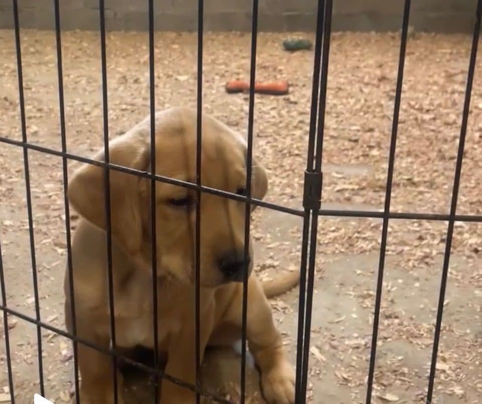 Labrador Retriever Puppies breeder image 2