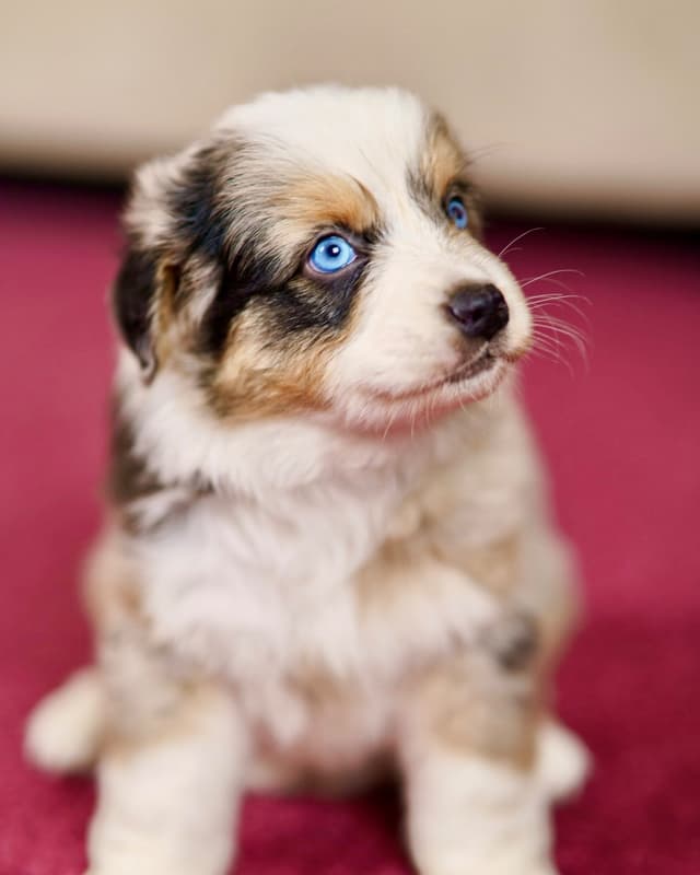 💎 Blue-Eyed Tri-Color ⭐ Star Aussies ⭐ media 2
