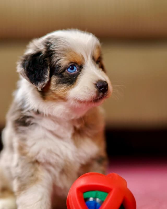 💎 Blue-Eyed Tri-Color ⭐ Star Aussies ⭐ media 3