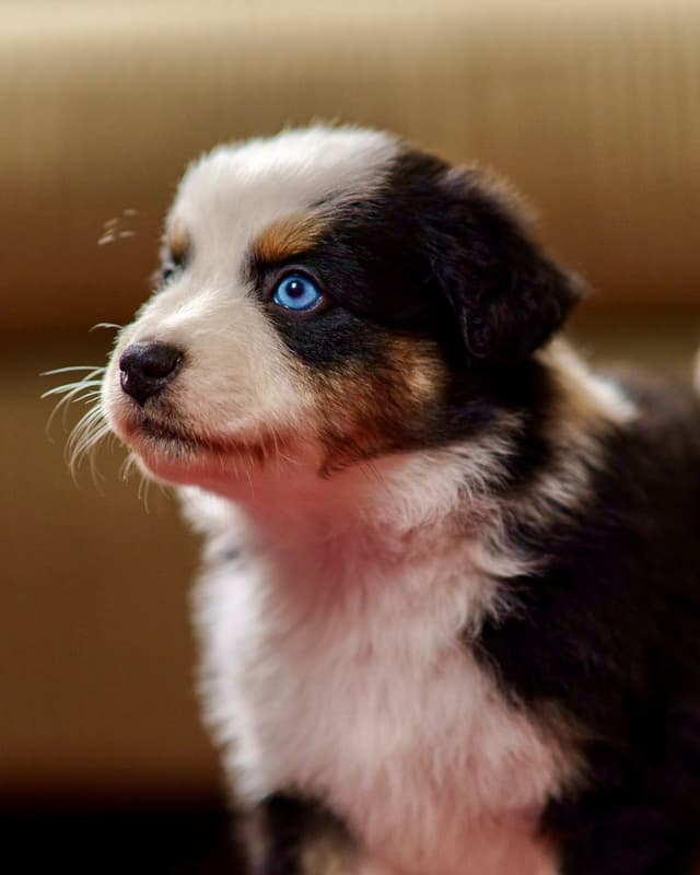 💎 Blue-Eyed Tri-Color ⭐ Star Aussies ⭐ media 4