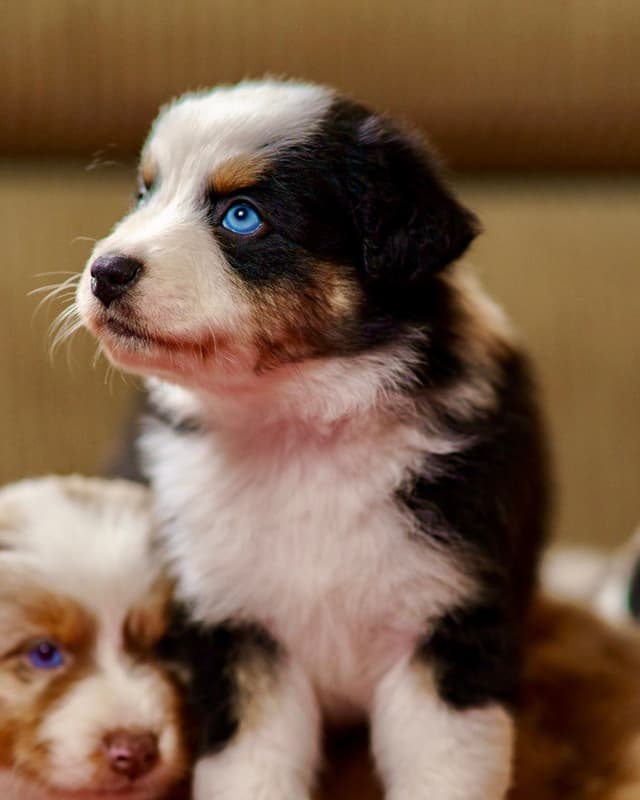💎 Blue-Eyed Tri-Color ⭐ Star Aussies ⭐ media 7