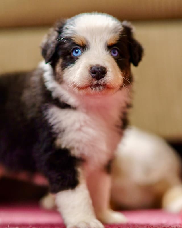 💎 Blue-Eyed Tri-Color ⭐ Star Aussies ⭐ media 6