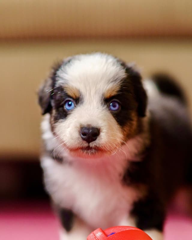 💎 Blue-Eyed Tri-Color ⭐ Star Aussies ⭐ media 5