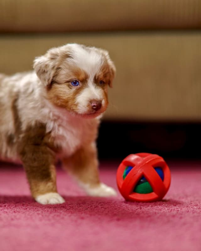 💎 Blue-Eyed Tri-Color ⭐ Star Aussies ⭐ media 10