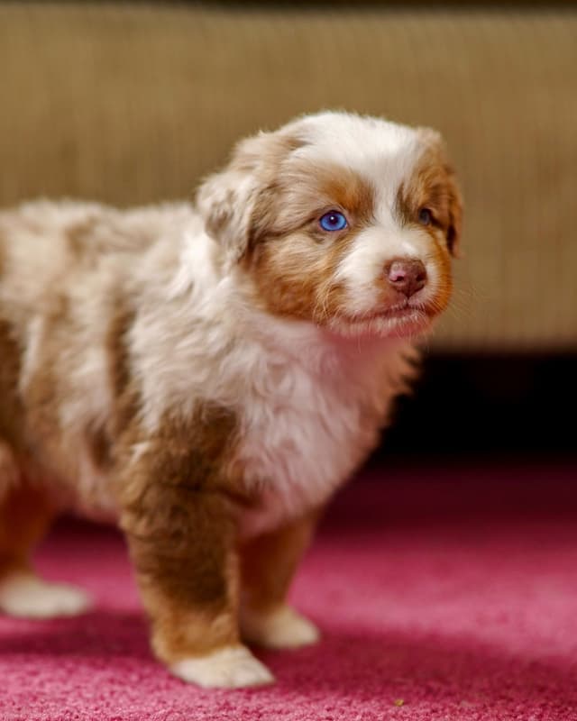 💎 Blue-Eyed Tri-Color ⭐ Star Aussies ⭐ media 9