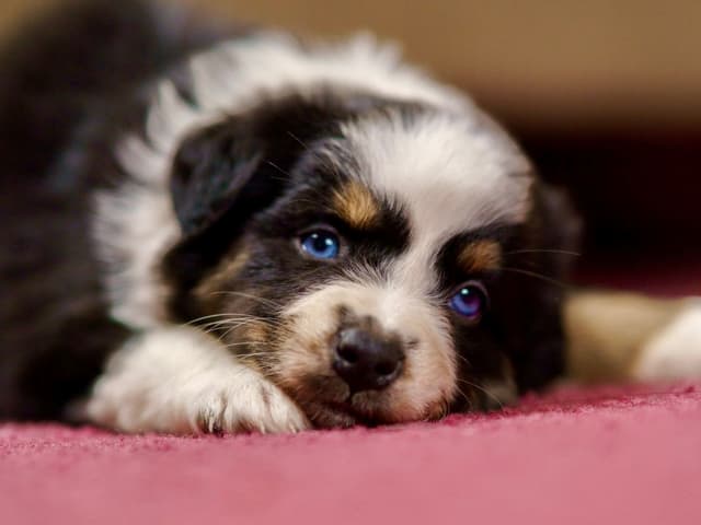 💎 Blue-Eyed Tri-Color ⭐ Star Aussies ⭐ media 14