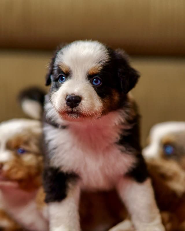 💎 Blue-Eyed Tri-Color ⭐ Star Aussies ⭐ media 8