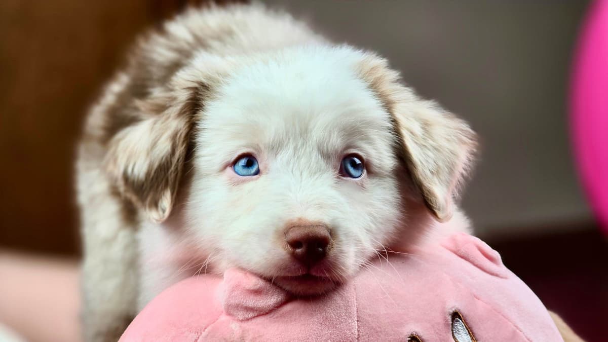 π Blue-Eyed Tri-Color β Star Aussies β breeder image 2