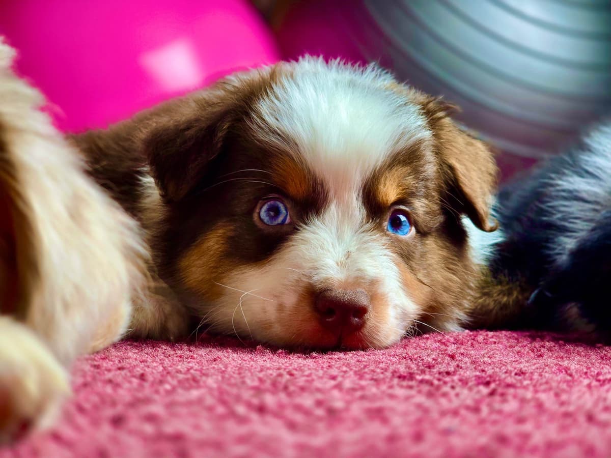 π Blue-Eyed Tri-Color β Star Aussies β breeder image 1