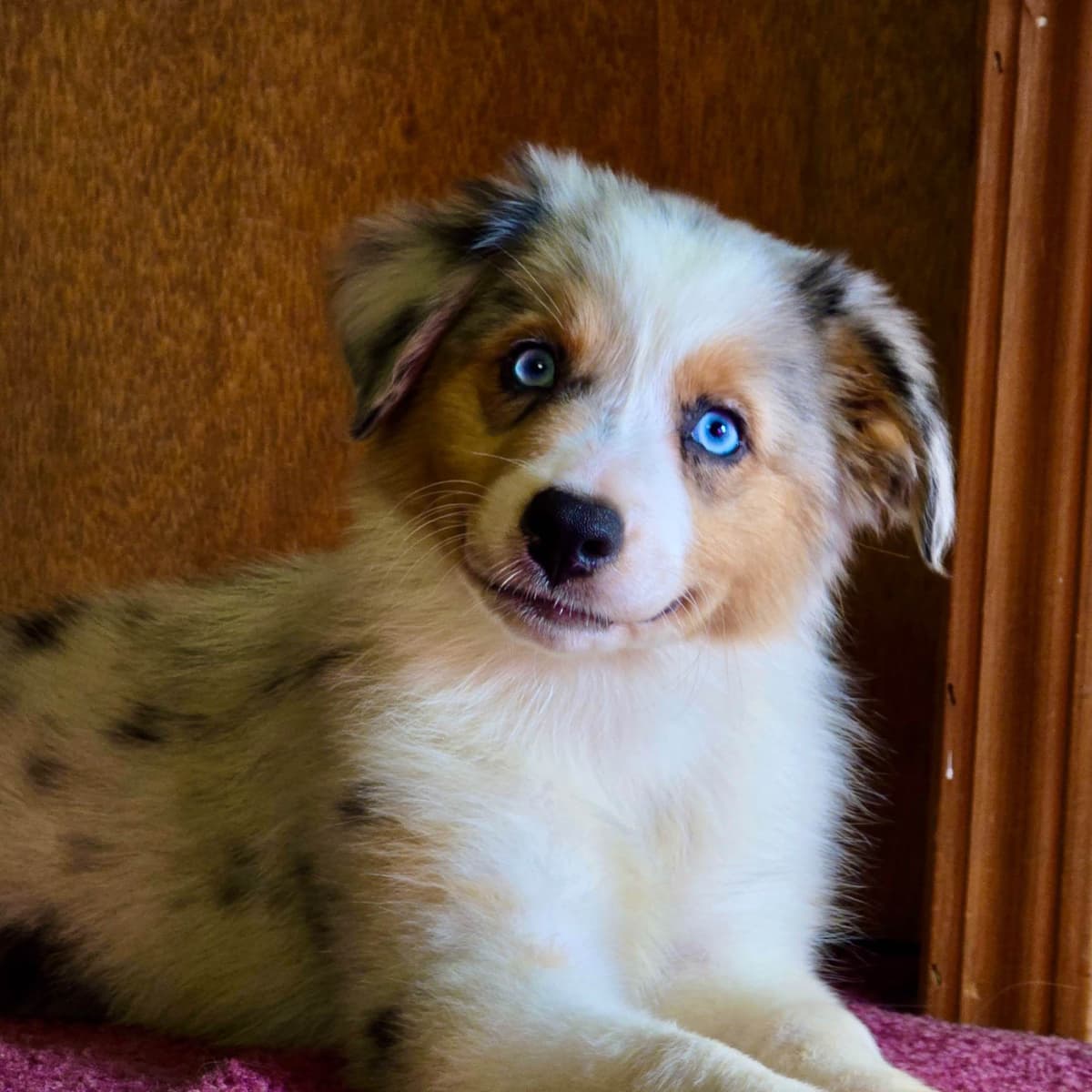 π Blue-Eyed Tri-Color β Star Aussies β breeder image 12