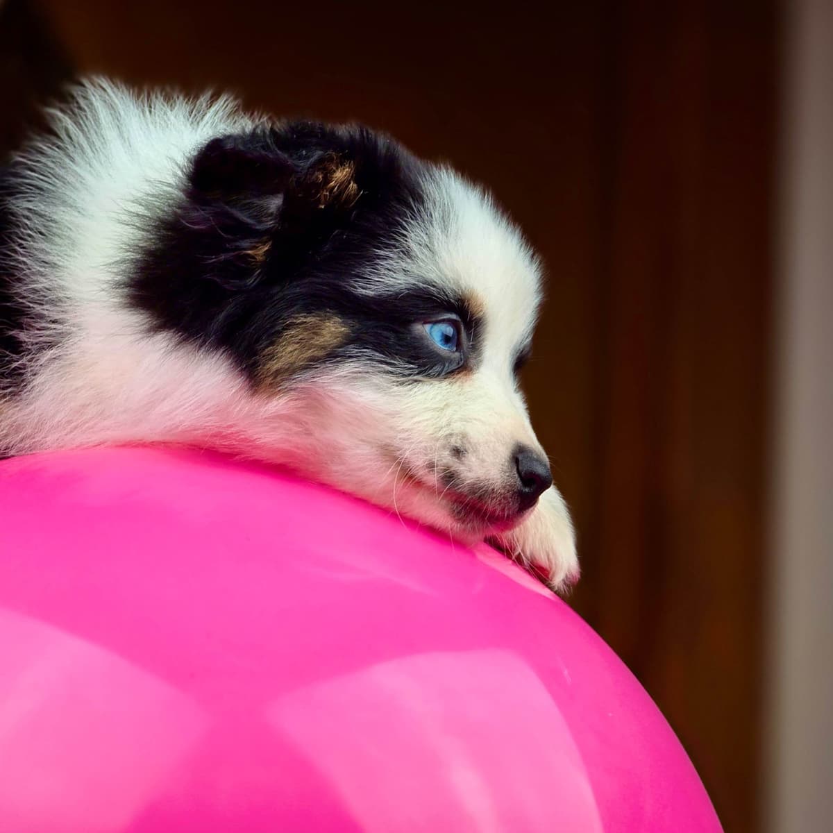 π Blue-Eyed Tri-Color β Star Aussies β breeder image 3