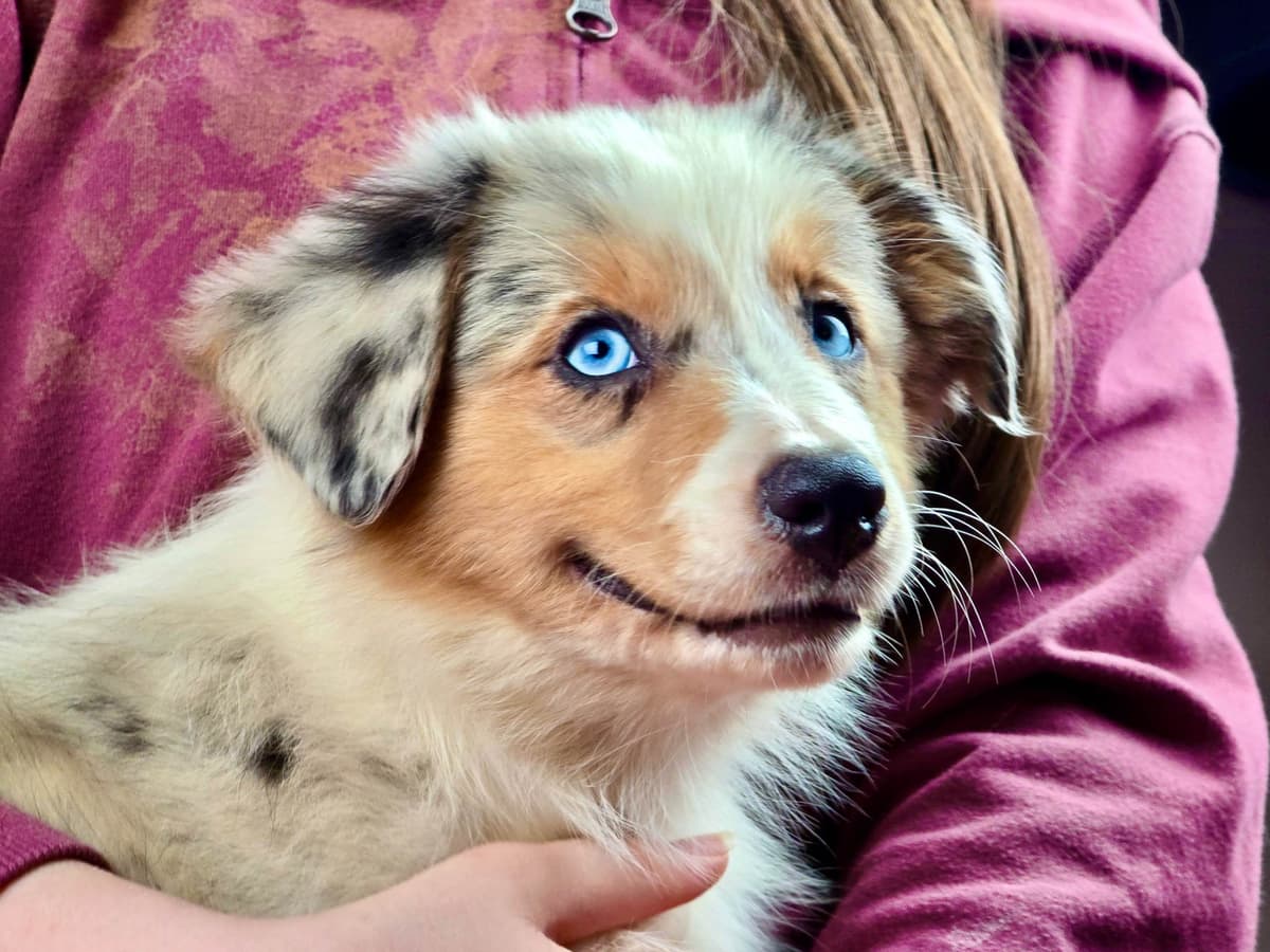 π Blue-Eyed Tri-Color β Star Aussies β breeder image 9