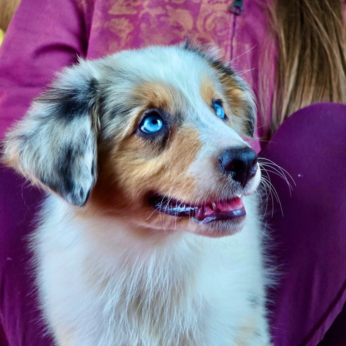 π Blue-Eyed Tri-Color β Star Aussies β breeder image 7