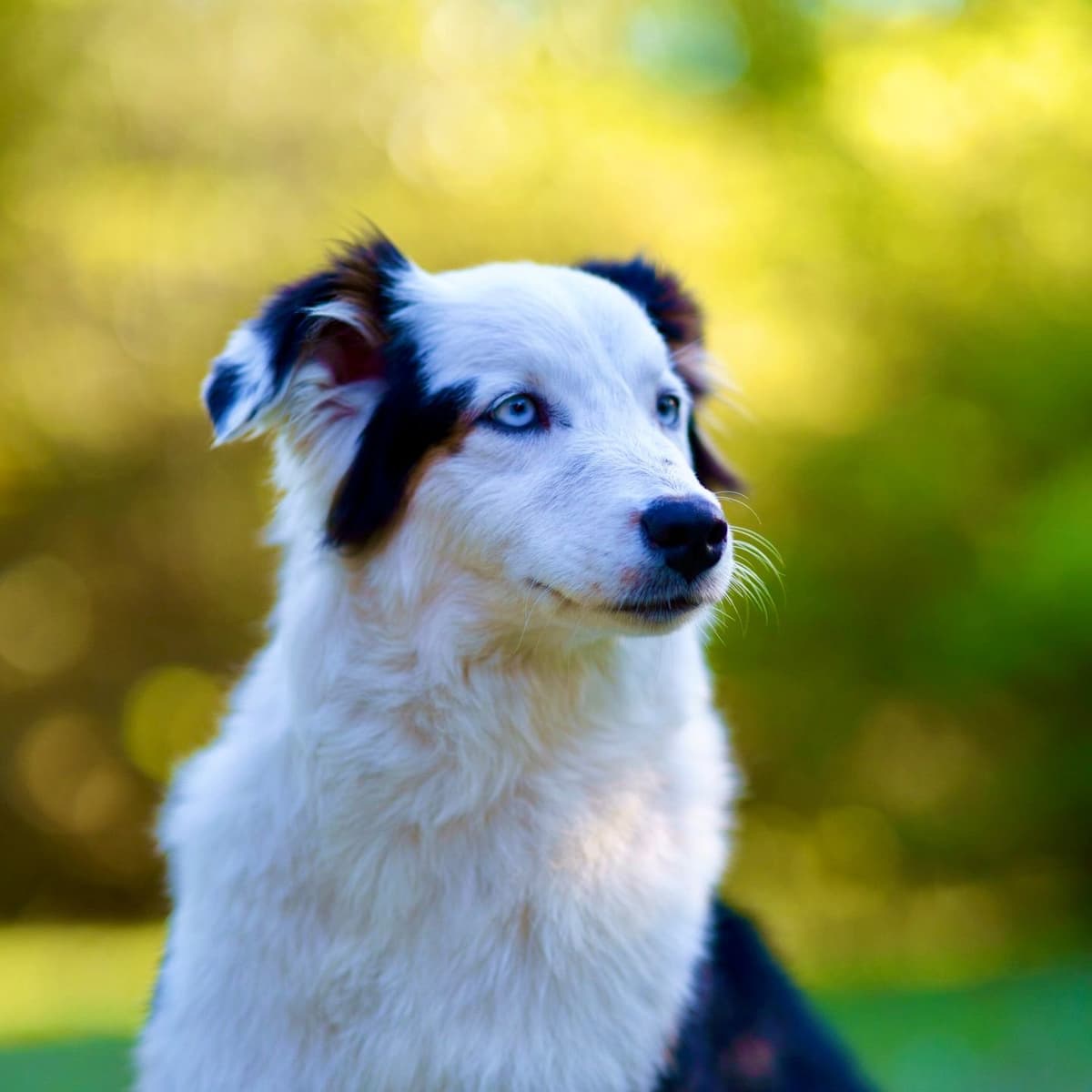 π Blue-Eyed Tri-Color β Star Aussies β breeder image 13
