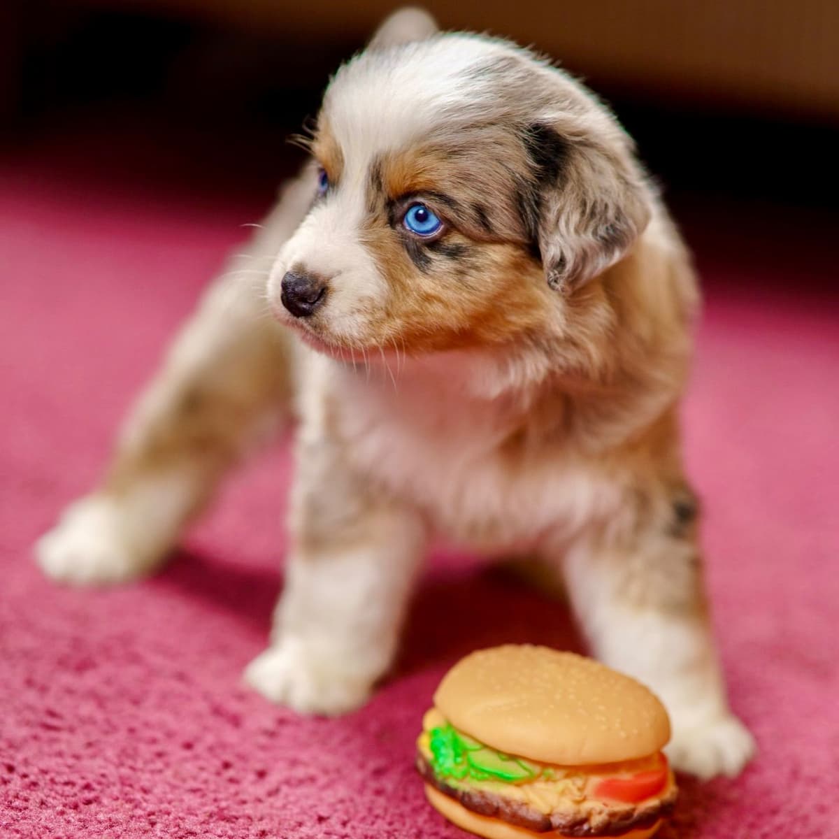 π Blue-Eyed Tri-Color β Star Aussies β breeder image 4
