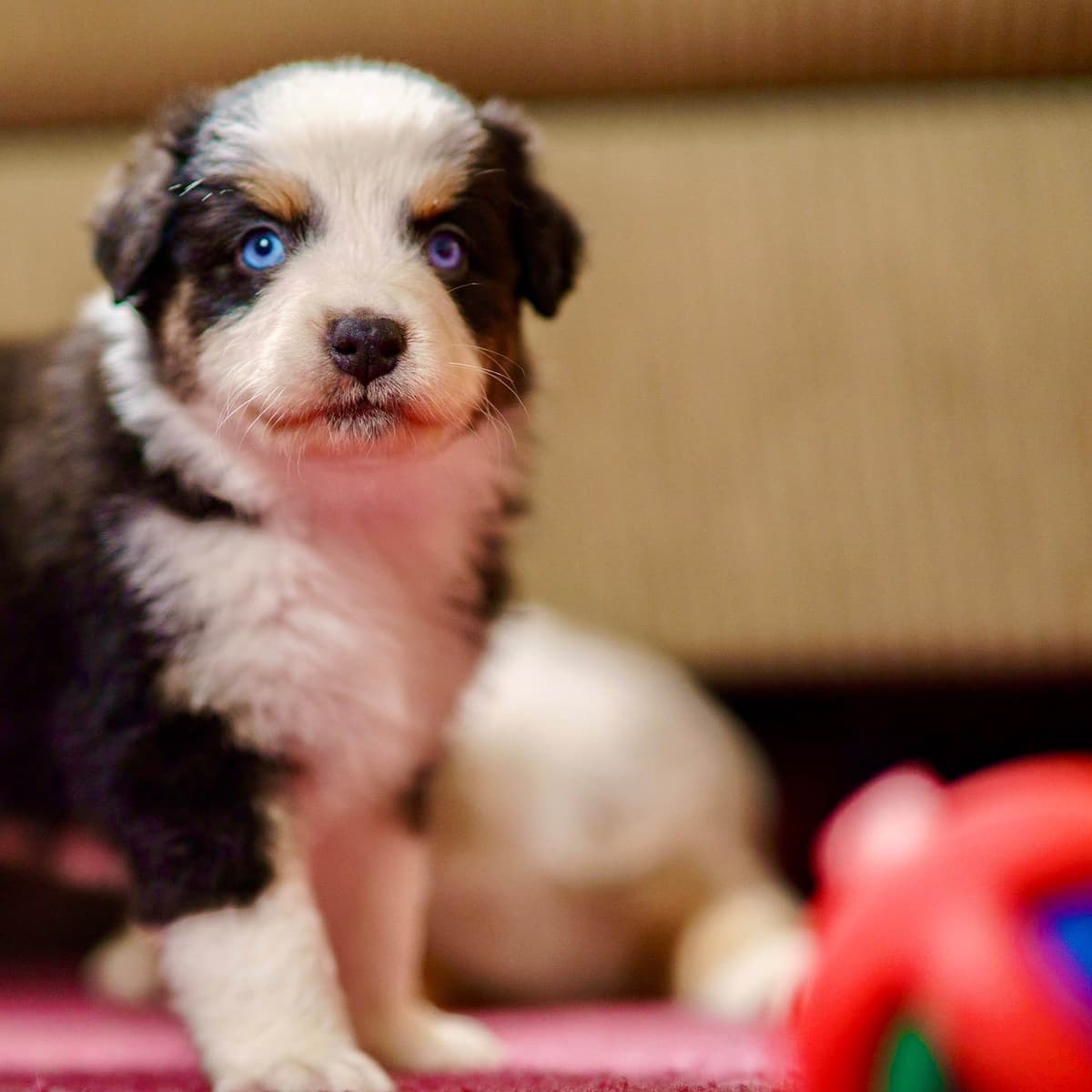 π Blue-Eyed Tri-Color β Star Aussies β breeder image 5