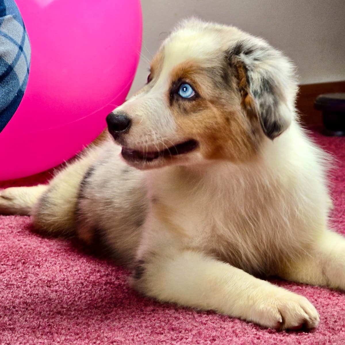 π Blue-Eyed Tri-Color β Star Aussies β breeder image 11
