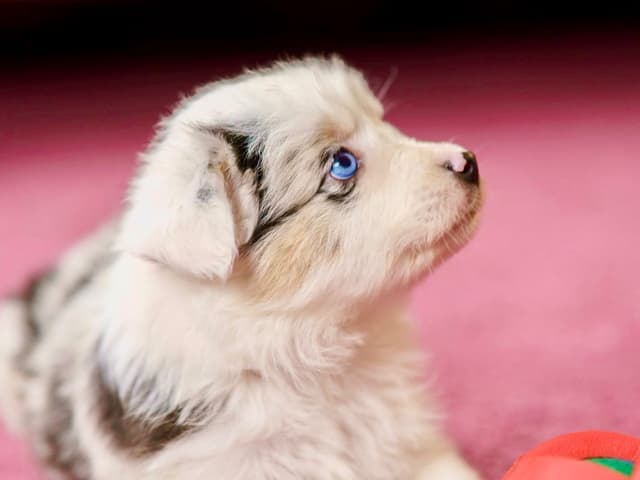 💎 Blue-Eyed Tri-Color ⭐ Star Aussies ⭐ media 12