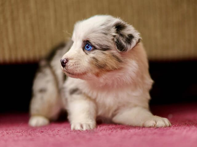 💎 Blue-Eyed Tri-Color ⭐ Star Aussies ⭐ media 13