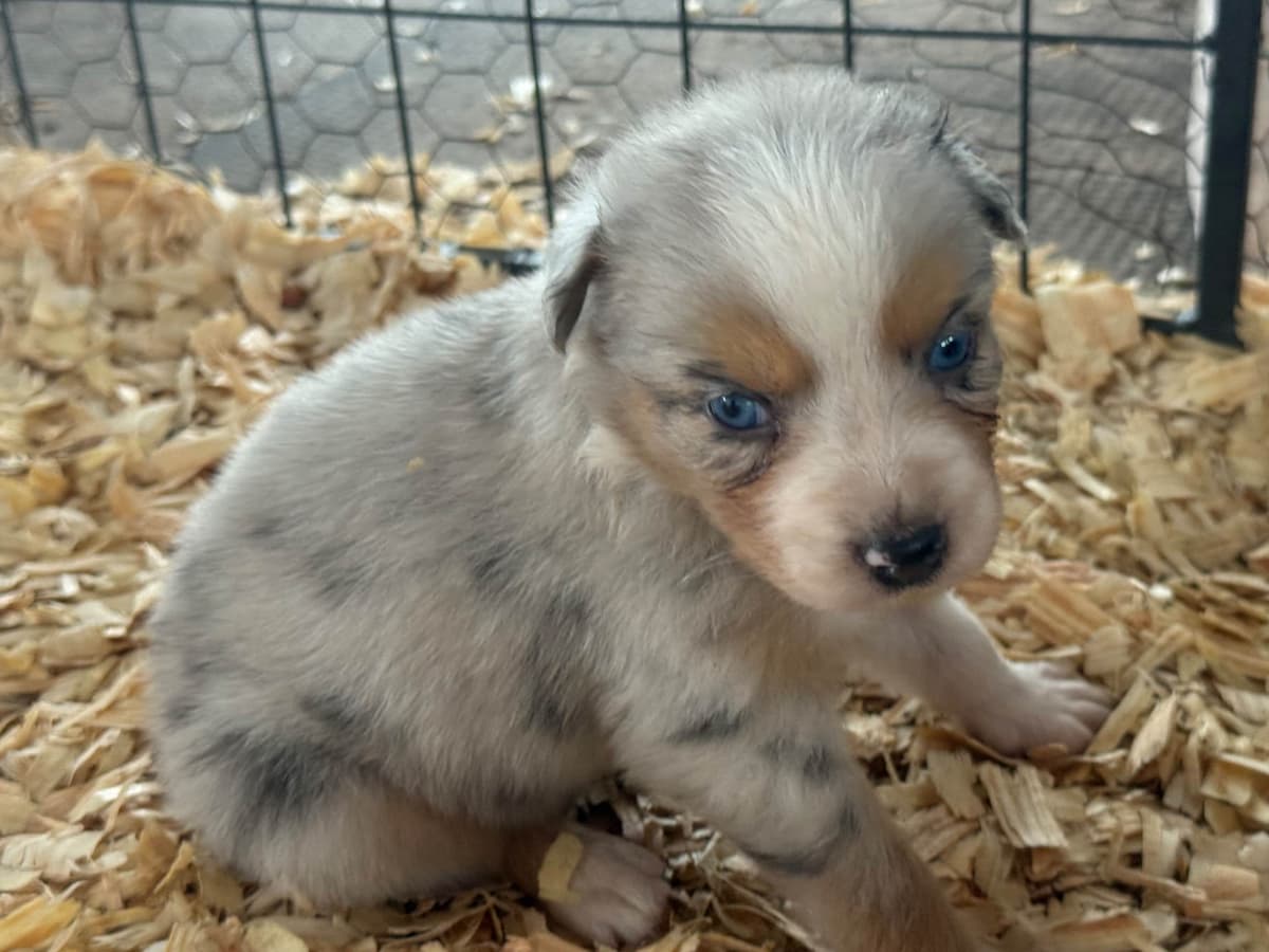 Australian Shepherd Puppies breeder image 1