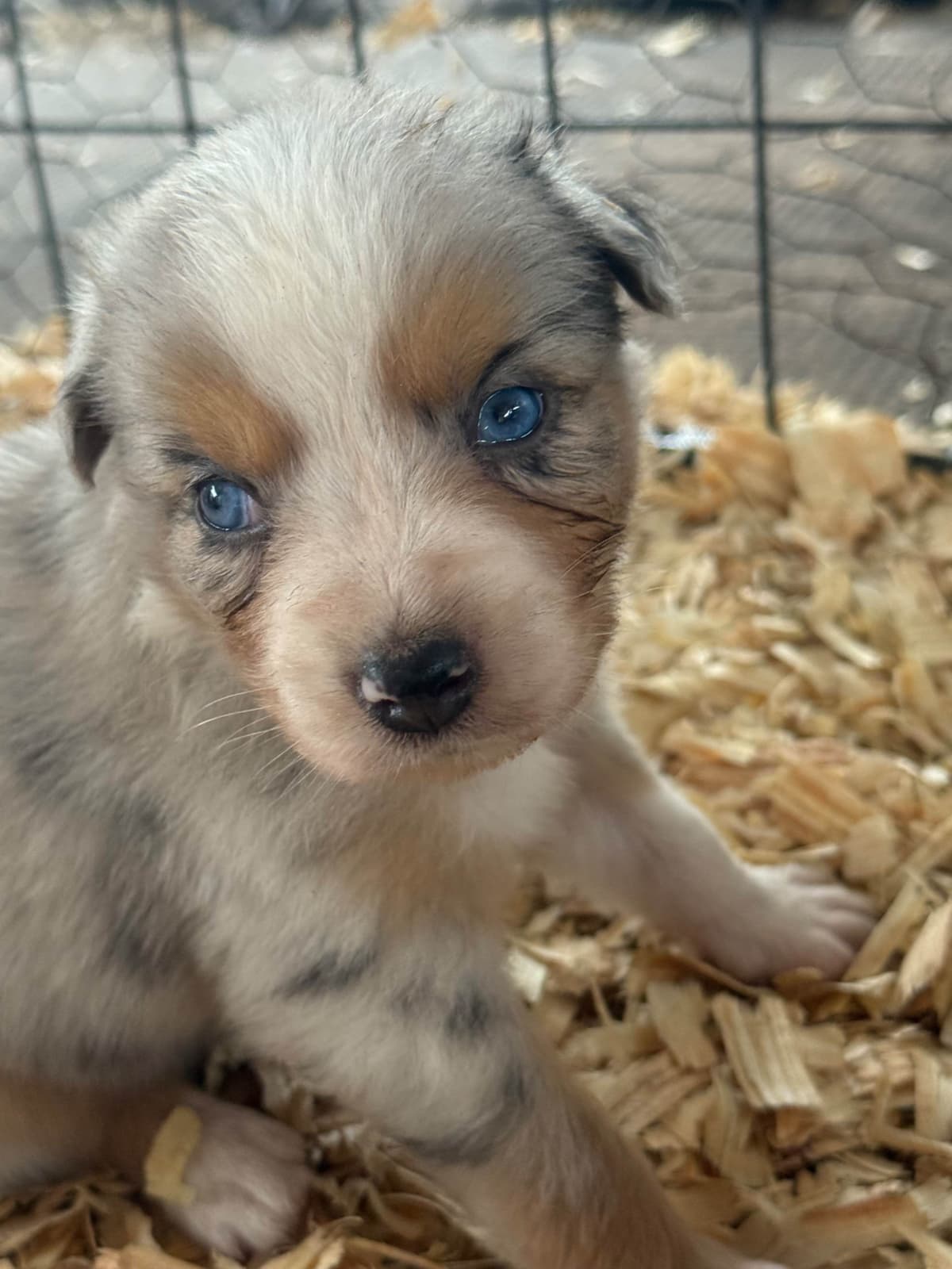 Australian Shepherd Puppies breeder image 3