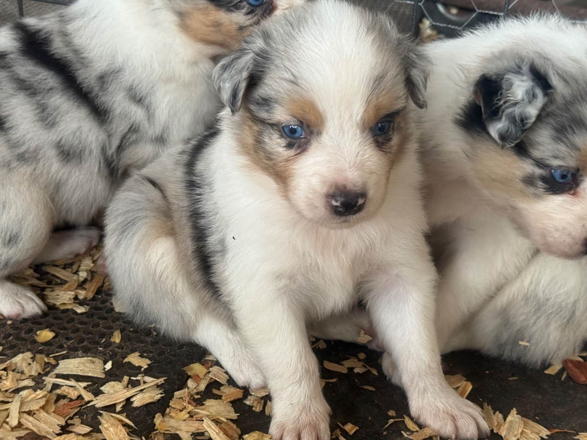 Australian Shepherd Puppies breeder image 5
