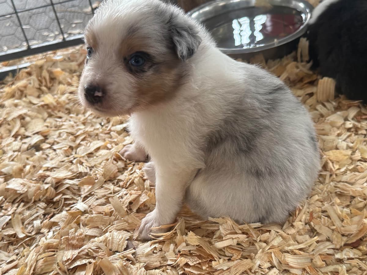 Australian Shepherd Puppies breeder image 6