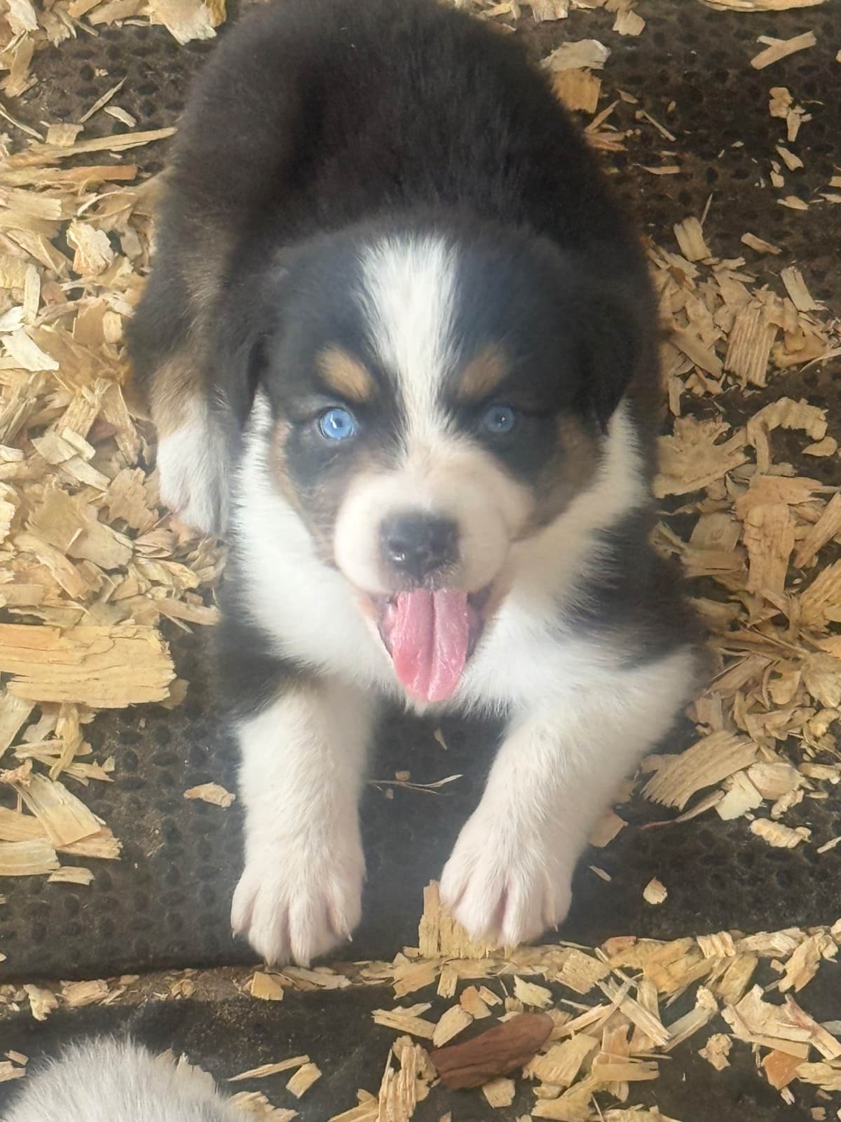 Australian Shepherd Puppies breeder image 7