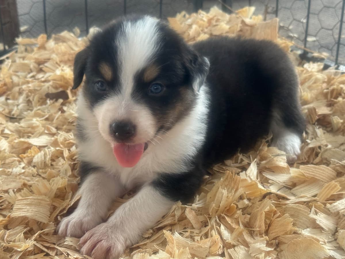 Australian Shepherd Puppies breeder image 9