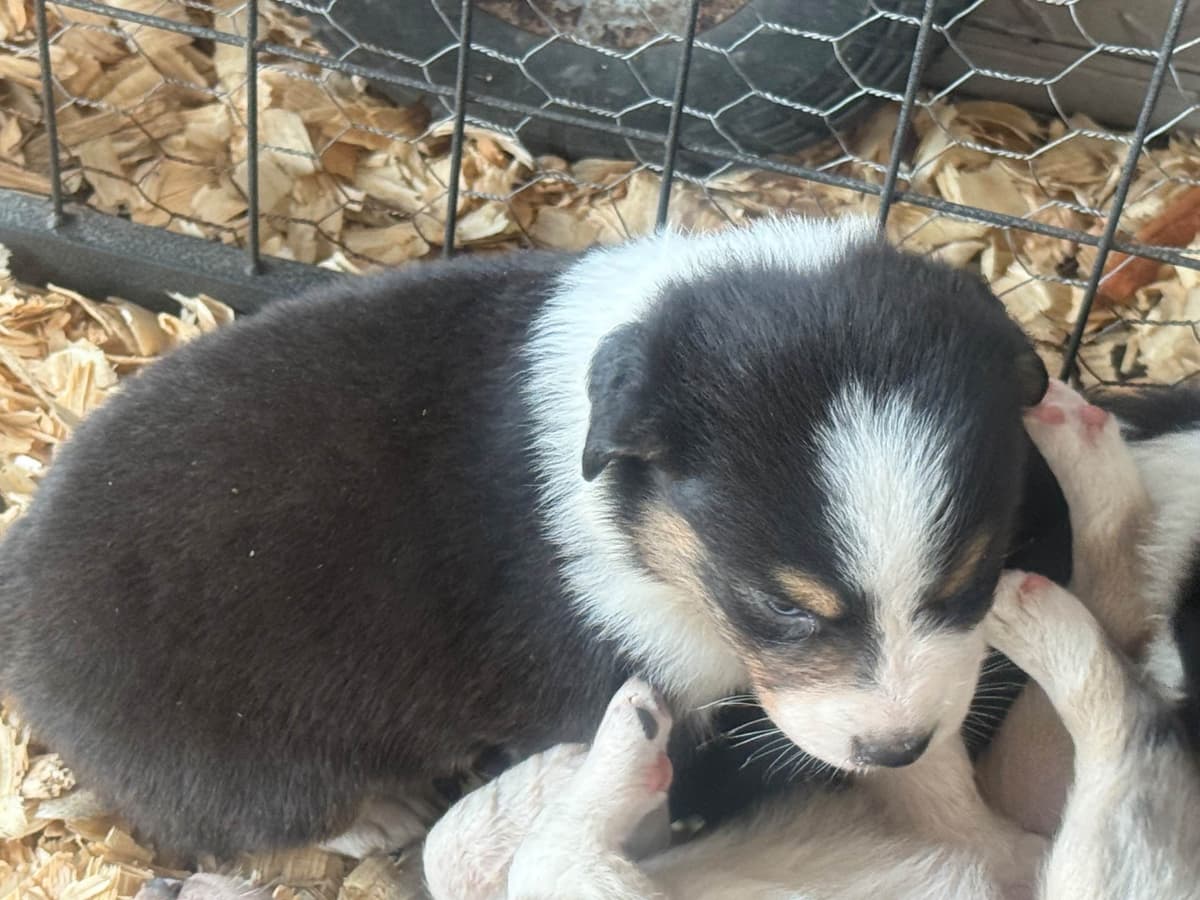 Australian Shepherd Puppies breeder image 10