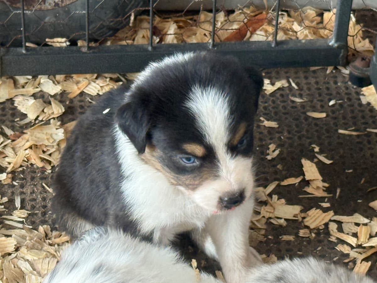 Australian Shepherd Puppies breeder image 11