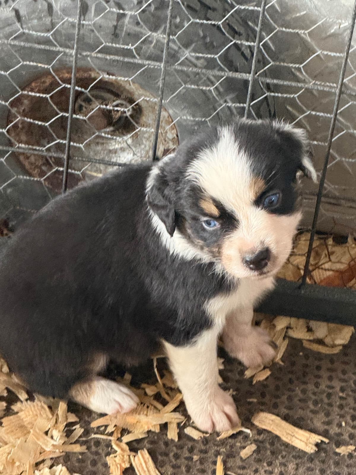 Australian Shepherd Puppies breeder image 12