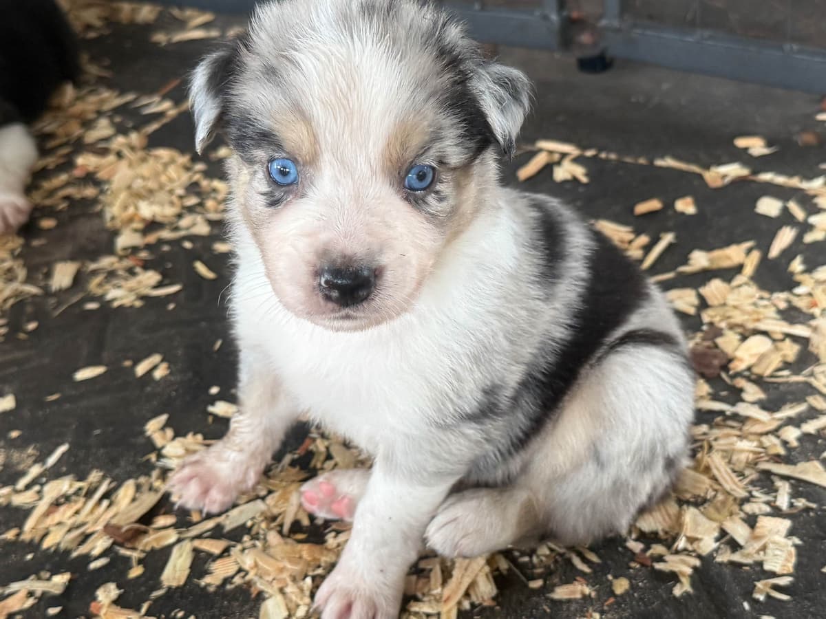 Australian Shepherd Puppies breeder image 13
