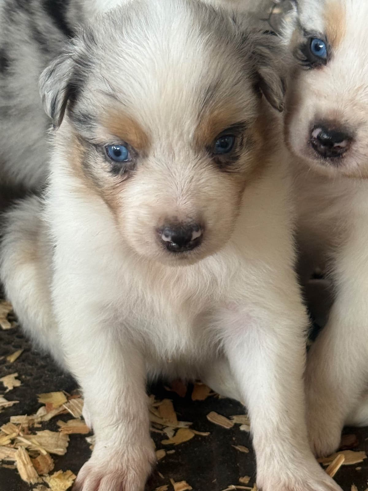 Australian Shepherd Puppies breeder image 14