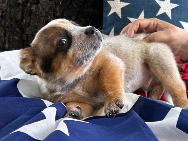 Australian Cattle Dog Puppies media 3