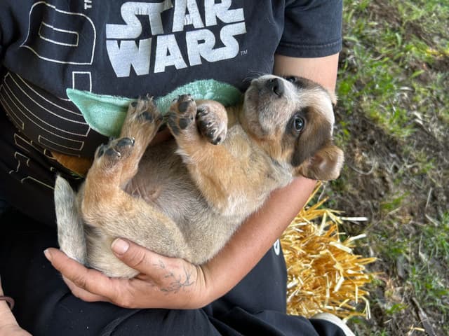 Australian Cattle Dog Puppies media 4