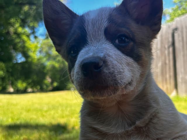 Australian Cattle Dog Puppies media 5
