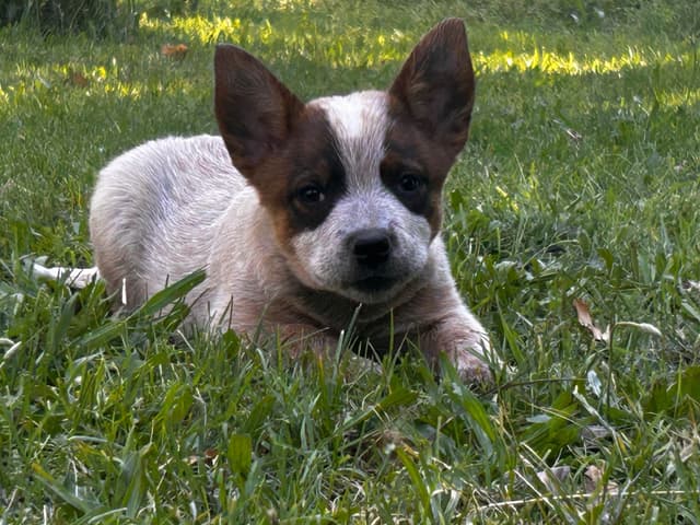 Australian Cattle Dog Puppies media 6