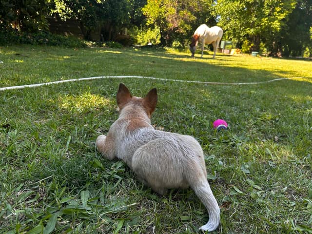 Australian Cattle Dog Puppies media 7
