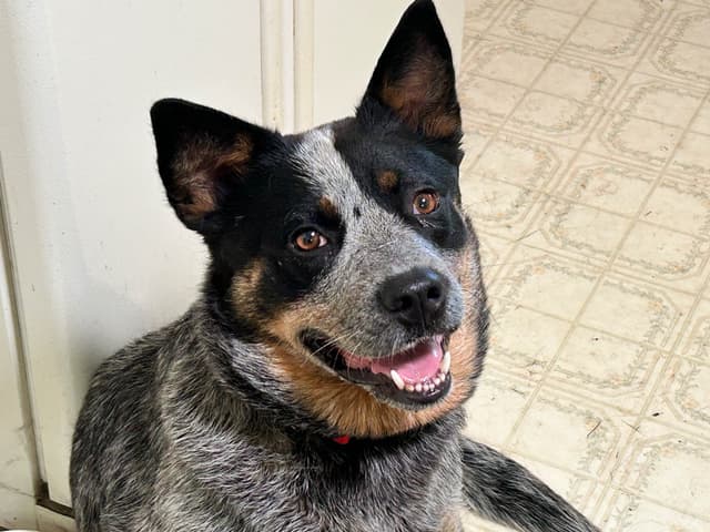Australian Cattle Dog Puppies media 9