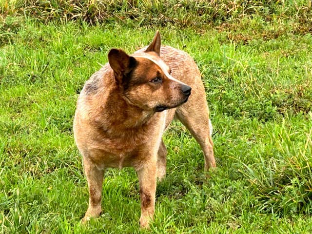 Australian Cattle Dog Puppies media 12