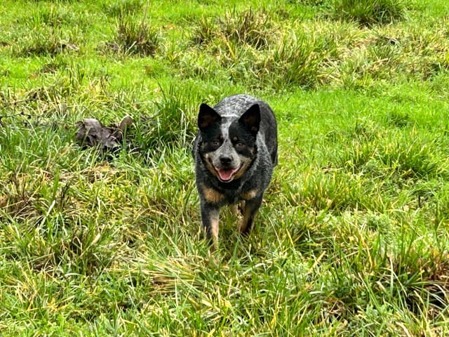 Australian Cattle Dog Puppies media 10