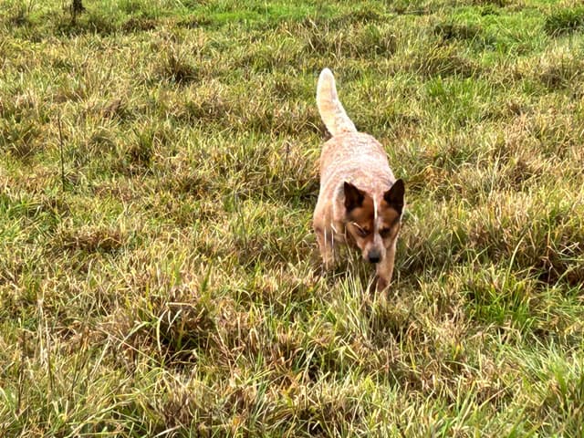 Australian Cattle Dog Puppies media 11
