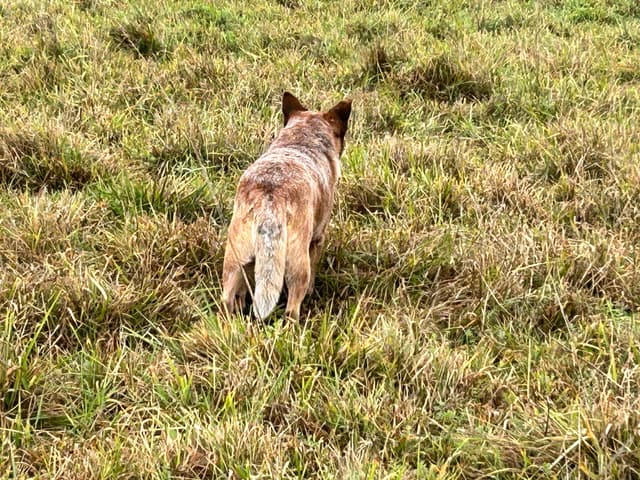 Australian Cattle Dog Puppies media 13