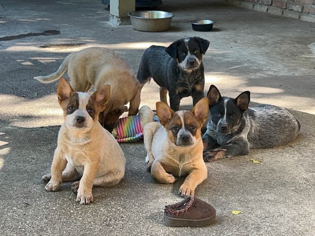 Australian Cattle Dog Puppies media 2