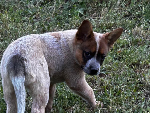 Australian Cattle Dog Puppies media 15