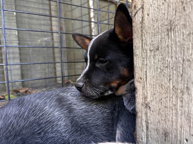 Australian Cattle Dog Puppies media 18