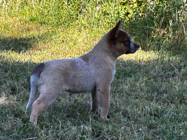 Australian Cattle Dog Puppies media 17