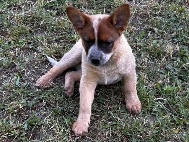 Australian Cattle Dog Puppies media 19
